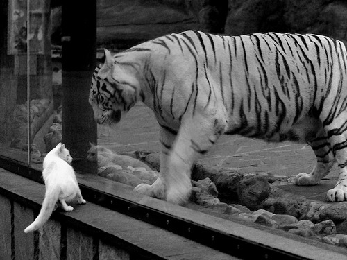 _雄鹿队字母哥状态火热,引领团队前行_,雄鹿字母哥fmvp