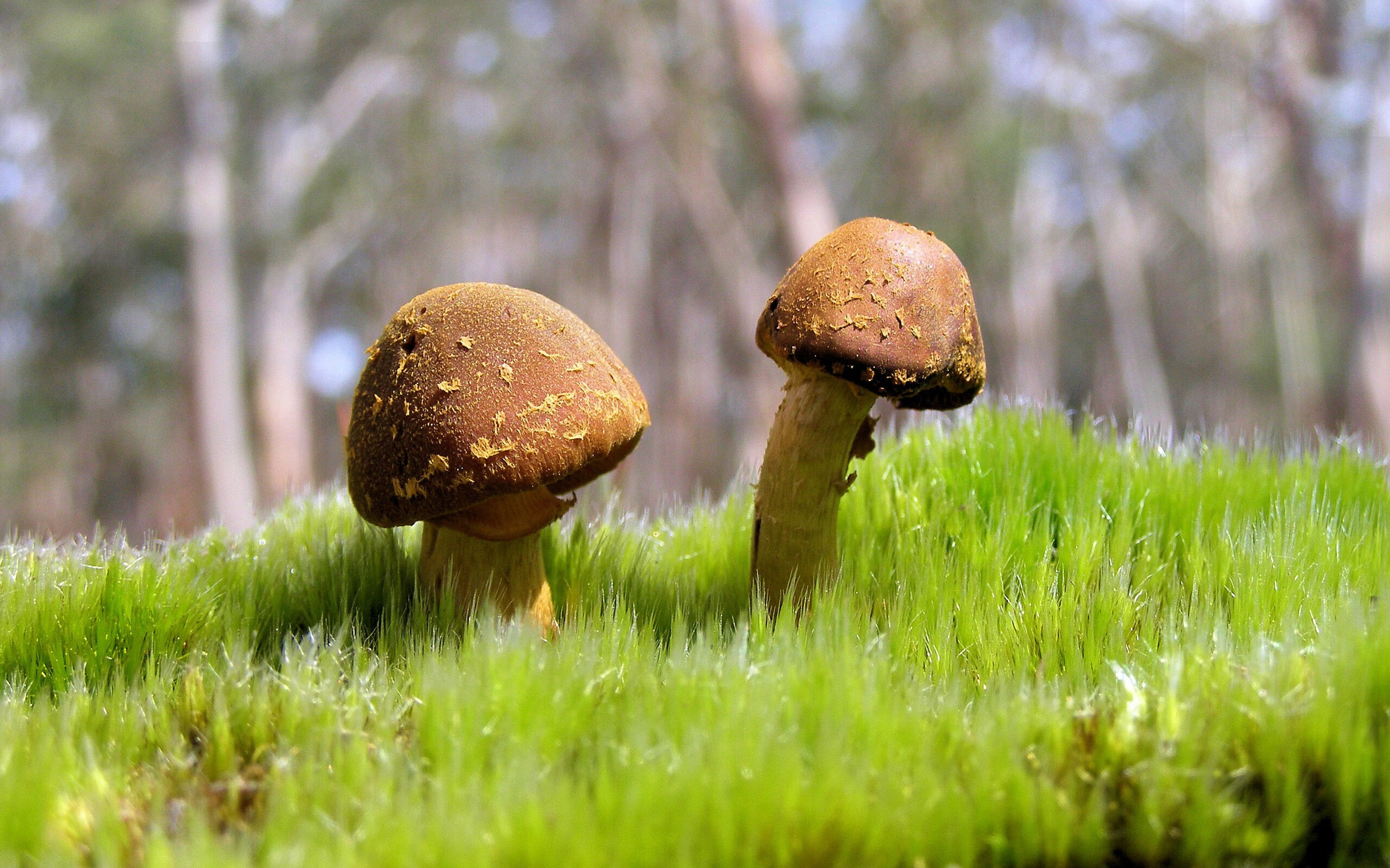 “德甲纵深激烈,实力派队伍狂追榜首”,德甲推荐